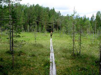 Metsä, jossa pitkospuut, joita pitkin kävelee retkeilijä.