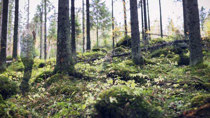 Metsäluonto Metsäluonto